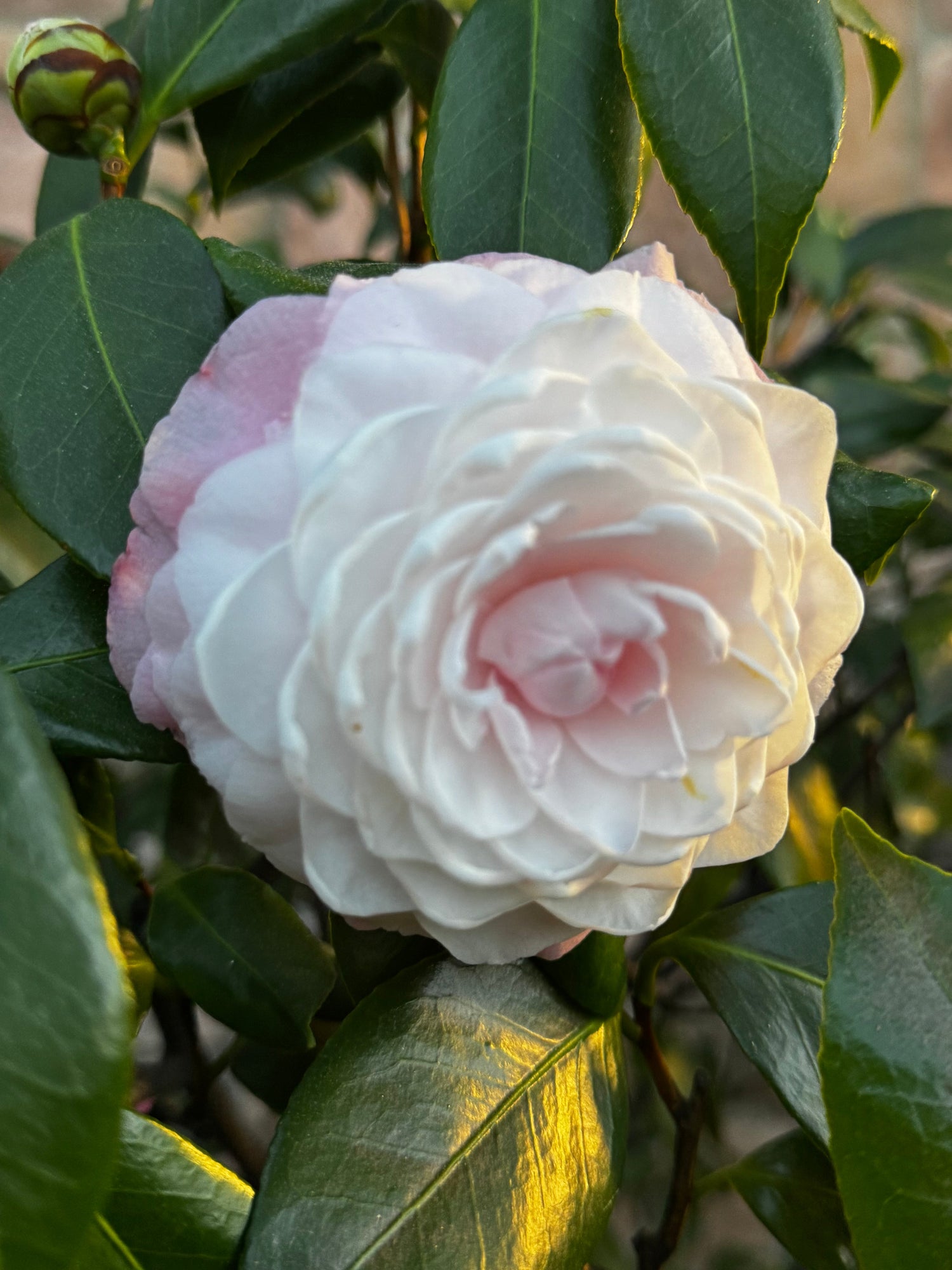 The Camelia