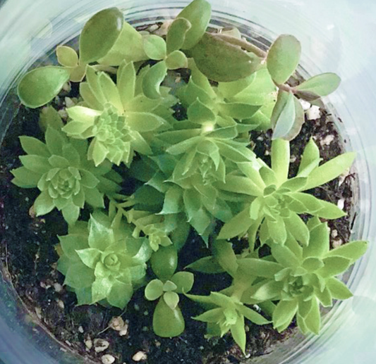 Succulent Terrarium