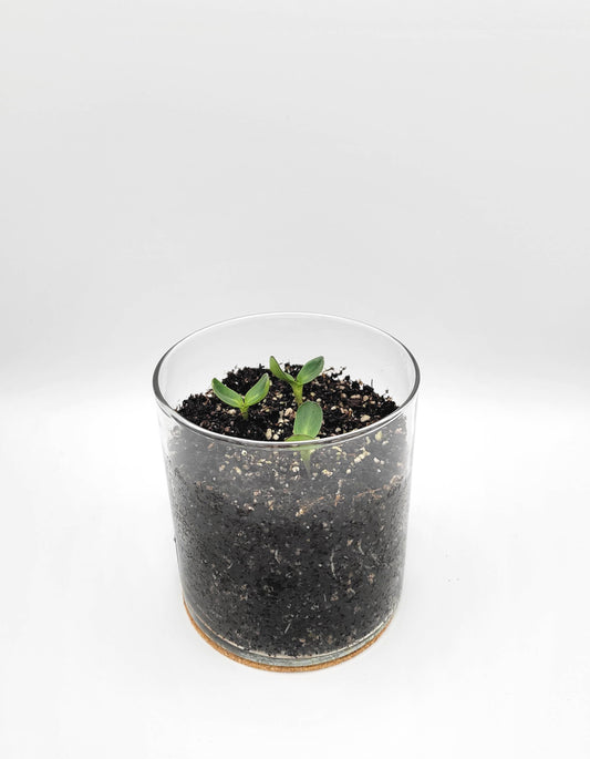 Sunflower Garden in Jar